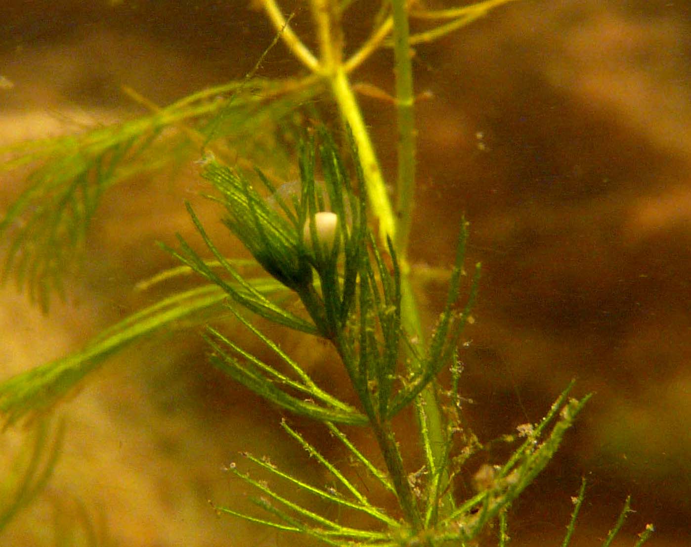 I Terracquari del Centro di Entomologia - Piombino (LI)